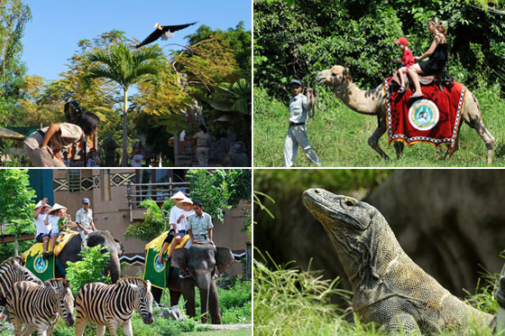 Visit Bali Safari and Marine Park | https://baliclassictour.com